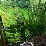 At the coffee plantation in Ubud, Bali.