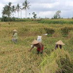 Workers in the paddy fields in Ubud, Bali.