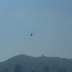Bird captured soaring over the Hong Kong skyline. by facemadeup.com