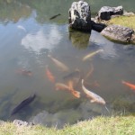 Fishes in the huge pond in the gardens of Tenryu-Ji Temple in Arashiyama, Japan by facemadeup.com