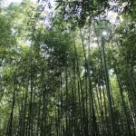 Arashiyama Bamboo Grove, Japan by facemadeup.com
