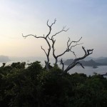 A lone leafless tree at the top of Pangulasian Island, El Nido, Palawan by facemadeup.com