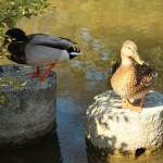 Ducks in the water at Maruyama Park in Gion, Kyoto by facemadeup.com